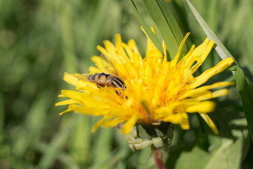 Big fly on a dandelion