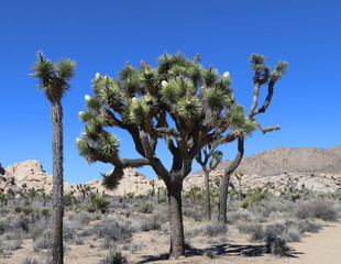 Joshua Tree  National Park