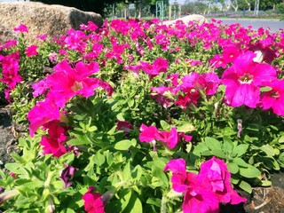 Petunia pink flowers