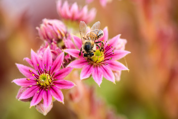 Hauswurz mit Biene
