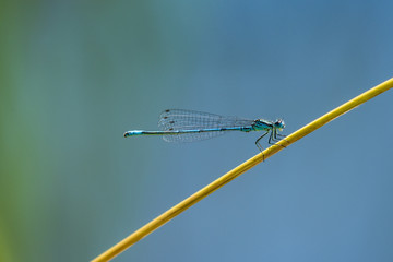 Hufeisen-Azurjungfer, Coenagrion puella, bei der Paarung