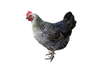 Grey hen isolated on white background