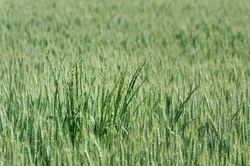 épis et champs de blé  