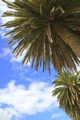 Fototapeta na wymiar Palm trees and sunny sky