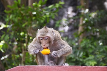 A monkey eating ice cream for reduce heat weather © Kanyarat