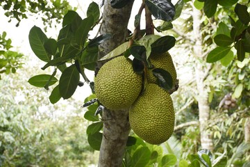 Jackfruit on tree in countryside of Thailand