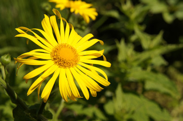 One yellow flower of doronicum orientale with green background
