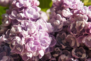 Lilac ami shot purple flowers close up in sunlight