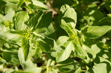 Origanum vulgare or oregano or wild marjoram green herb close up