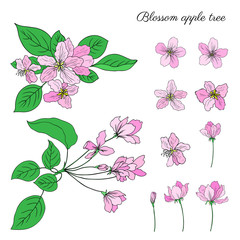 Apple tree blossom flower, bud, leaves, head, branch vector colorful sketch hand drawn isolated on white, vintage style pink sakura for greeting card, package design cosmetic, wedding invitation