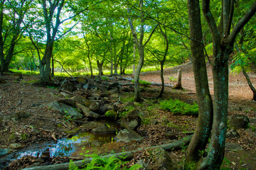 初夏・峰山高原・映画ロケ地