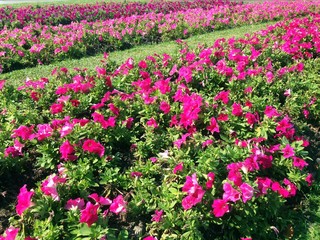Petunia pink flowers