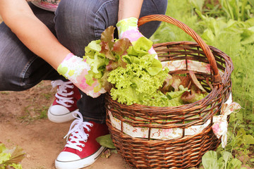 woman picking fresh lettuce from her garden .Lettuce put in a basket