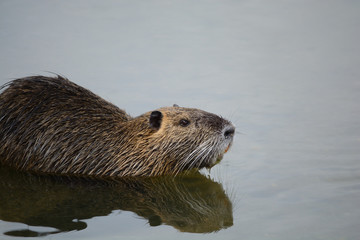 Coypus is listed on "100 of the World's Worst Invasive Species".