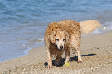 砂浜のゴールデンレトリバー
