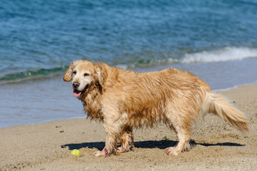 砂浜のゴールデンレトリバー