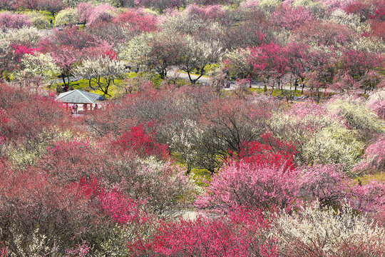 Japanese plum grove in full bloom   ,in Inabe  Mie Prefecture