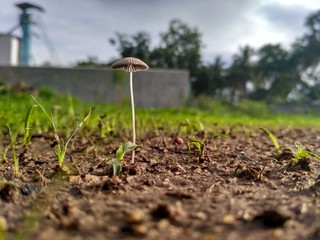 a mushroom illuminated with early day sunlight