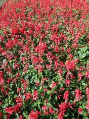 Red Salvia, Salvia splendens