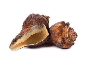 Seashell isolated on white background
