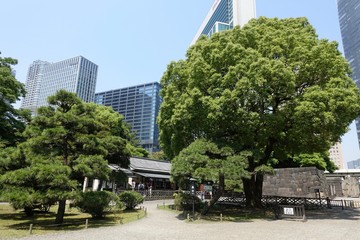 Naklejka premium 初夏の日本庭園