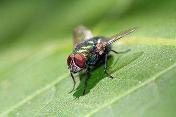grüne Fliege auf Blatt