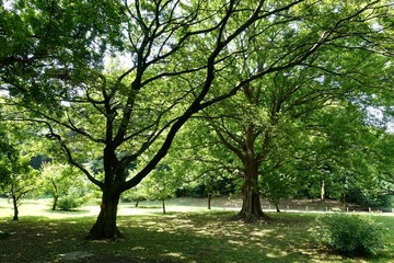 初夏の日本庭園