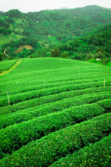 Tea farm.