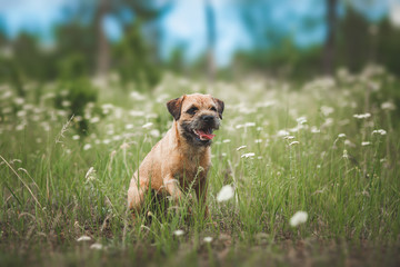 Dog  Border terrier