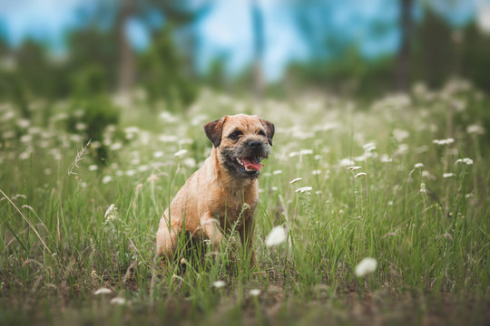 Dog  Border terrier