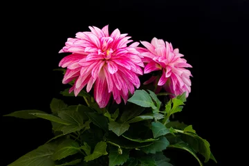 Peel and stick wall murals Dahlia beautiful pink dahlia on a black background