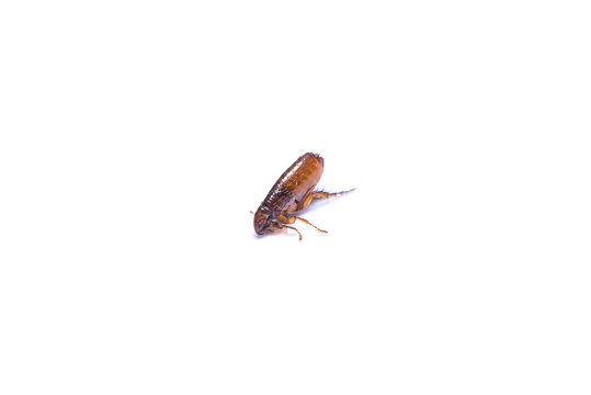 The flea isolated on white background