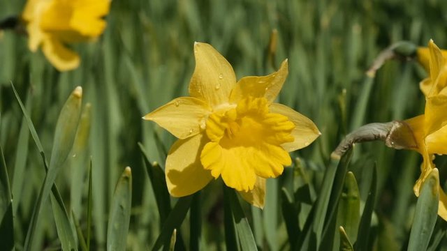 Yellow daffodil flowers blooming in the spring