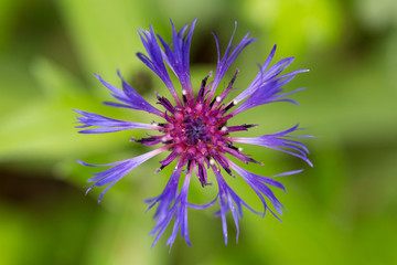 macro of violet blue montane knapweed bloom (Centaurea montana)