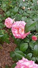 Rose garden