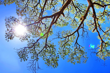 big tree with fresh green leaves on branch on blue sky