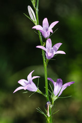 Flores de Campanilla Silvestre. Campanula patula.