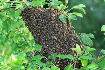Bienenschwarm