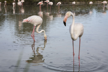 Flamingos (Phoenicopterus roseus) in der Camargue, Südfrankreich