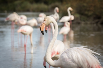 Flamingos (Phoenicopterus roseus) in der Camargue, Südfrankreich