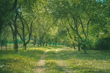 Fototapeta na wymiar Spring road in a green forest