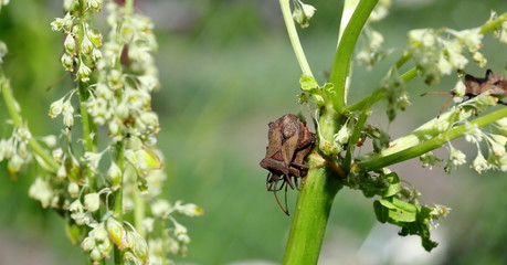 Beetles in the garden