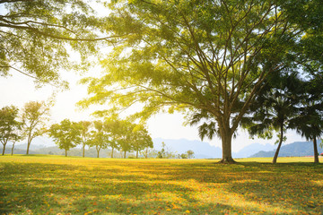 Autumn leaves background.