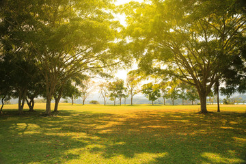 Autumn leaves background.