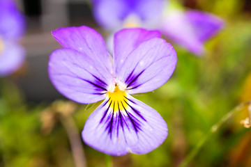 Fototapeta premium Wildes Stiefmütterchen (Viola tricolor)