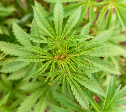 Big cannabis marijuana plant detail