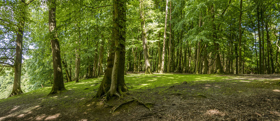 Obraz premium Green forest trees