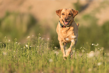 Labrador Retriever Dog runs