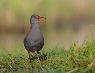 Water Rails - Rallus aquaticus