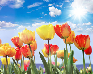 Glück, Lebensfreude, Frühlingserwachen, Leben: Buntes, duftendes Blumenfeld im Frühling :)